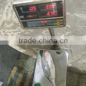 Hot Sale Whole Round Seafrozen High Quality Bonito Tuna thumbnail-1