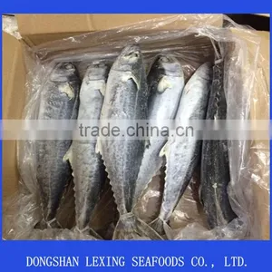 High Quality Frozen Spanish Mackerel Fish thumbnail-2