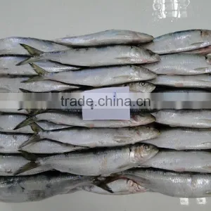 Frozen Sardines 60-80pcs/ctn thumbnail-1