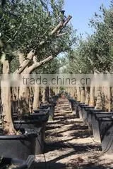 Finca Hermosa S.l. company overview - view 3 thumbnail