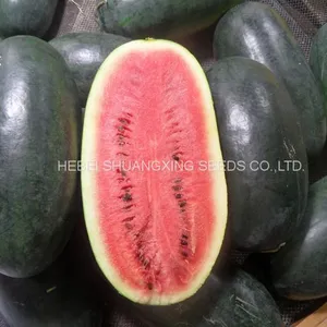 Early Maturity Red Flesh Hybrid f1 Watermelon Seeds thumbnail-4