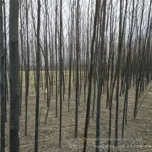 Price of 7 - Centimeter Melia Azedarach Trees With High Survival Rate thumbnail-4