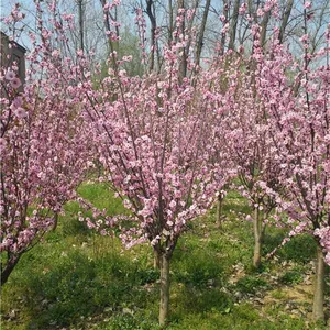 Prices of 8cm, 6cm and 10cm Prunus × Blireana 'meiren' {div}quotation List of Prunus × Blireana 'meiren' thumbnail-3