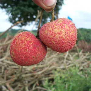 Lychee Trees Mango Trees With Grafting Garden Trees thumbnail-4