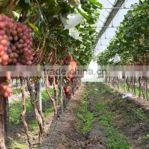 Hot Sale Single Tree Greenhouse thumbnail-1