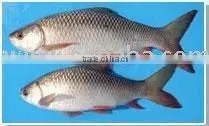 Rohu thumbnail-1