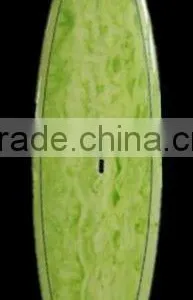 Hot Sale Pigment Paddle Board/ Stand up Paddle Board thumbnail-1