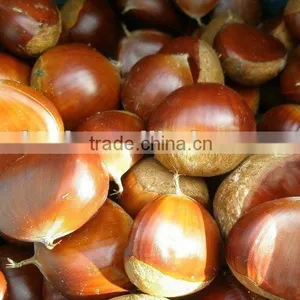 Chinese Fresh Chestnut in Shell With Mesh Bag Packing thumbnail-5