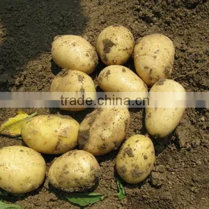 Holland Fresh Potato thumbnail-1