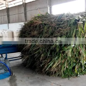 Corn Silage thumbnail-6