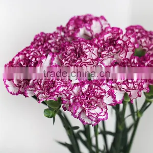 Wholesale Fresh Carnation Cut Flower Prices thumbnail-2