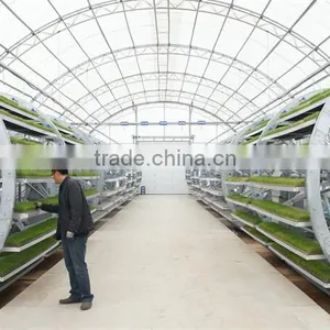 Factory Price Commercial Greenhouse Plastic thumbnail-3