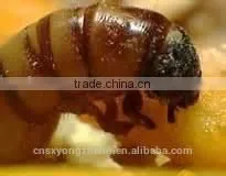 2.5 cm Microwave Drying Yellow Mealworm&Dried Tenebrio Molitors for Birds thumbnail-1
