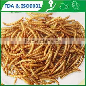 Pet Food Manufacturer Organic Chicken Feed Mealworms, Mealworms High Protein Bird Food thumbnail-1