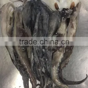 Wholesale Illex Squid Head Tentacle Sleeve Fish to Exporter thumbnail-3