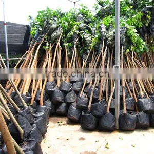 Ficus Religiosa Packed for Shipment thumbnail-4