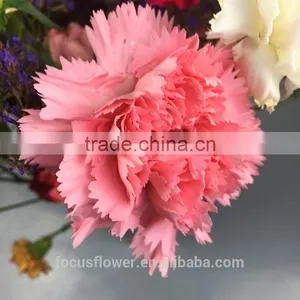 Multi-colored Wholesale Carnation Heads for Love, Anniversary thumbnail-6