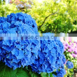 Home and Wedding Decoration Fresh Hydrangea Flower Hydrange Cut Flower thumbnail-3