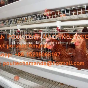 The United Arab Emirates Poultry Farming A Type Battery Layer Cage & Hen Coop & Hot Galvanized Cage in Chicken Coop thumbnail-1