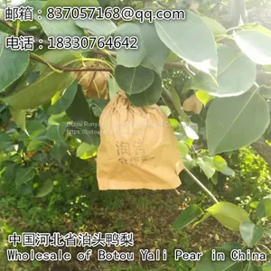 2019Botou Ya Pear Wholesalefengshui Pear Huangguan Pear thumbnail-1
