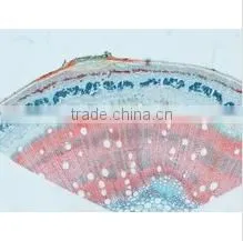 Plant Cell Sides , Ell Slides of Botany ,slides Cee of Biology thumbnail-1