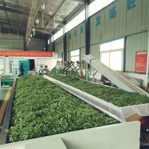 Puyang Aike Tea Co., Ltd. company overview - view 2 thumbnail