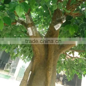 Newest High Quality Best Decorative Artificial Banyan Tree,fake Ficus Tree on Sale thumbnail-4