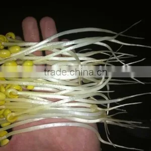 Factory Supply Automatic Bean Sprout Growing Machine for Sale thumbnail-2
