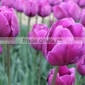 Special New Coming Wholesale Cheap Tulip Flowers thumbnail-2