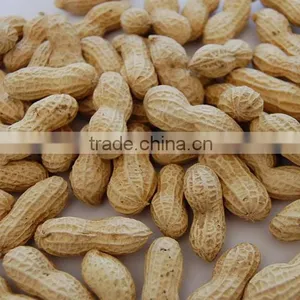 Chinese Delicious Roasted Peanuts Inshell thumbnail-1