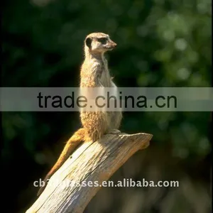 Hotsales 3d Lenticular Bookmarks With Cute Animal Design thumbnail-1