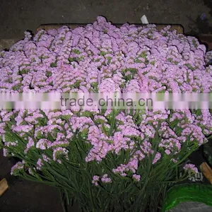 Colorful Hot Sale Decorative Supplies Myosotis thumbnail-4