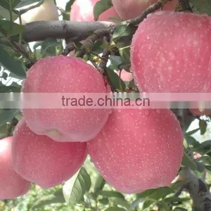 Chinese Fresh Sweet Red Star Apple With Good Quality thumbnail-2