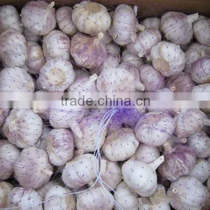 Great White Garlic From Jinxiang thumbnail-1
