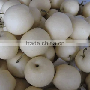 Fresh ya Pear Supplier thumbnail-1