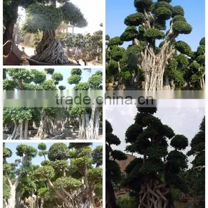 Ficus Microcarpa thumbnail-5