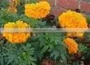 High Quality Tagetes Erecta Extract Powder thumbnail-1