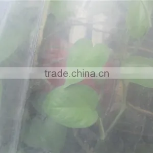 Waterproofing Agricultural Film, Anti-fog Transparent Flim, Farm Covering Plastic Film thumbnail-3