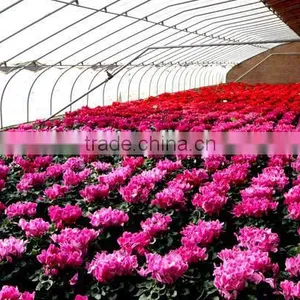 Modern Plastic Film Greenhouse With Steel Skeleton and Hot Drip Galvanized Bolt for Vegetable and Flower Grow for Hot Sale thumbnail-3