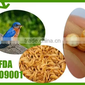 First Grade Chicken Feed Mealworms, Mealworms High Protein Bird Food thumbnail-2