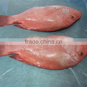 Frozen Red Snapper From Zhejiang of China thumbnail-2