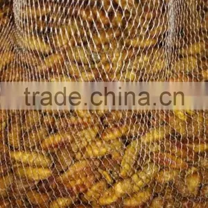 Popular Seafood in Thailand Frozen Silkworm Chrysalis thumbnail-1