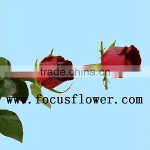 Supply Roses Flowers Fresh Cut White Color Rose Flowers Black Magic Rose With 0.8_1.2kg/bundle From Yunnan thumbnail-1