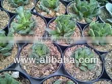 Succulent Plant Adromischus Cristatus thumbnail-1