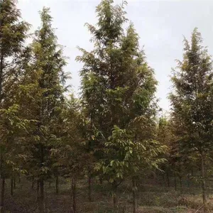 Prices of Jiangsu Chinese Swamp Cypress, Price List of Chinese Swamp Cypress Base, Chinese Swamp Cypress Manufacturers thumbnail-2