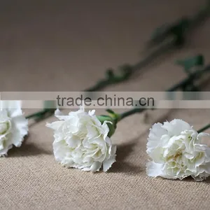 Cheap Snow White Fresh Cut Carnation Flowers thumbnail-1