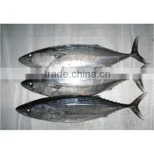 Fresh Live Fish for Export thumbnail-1