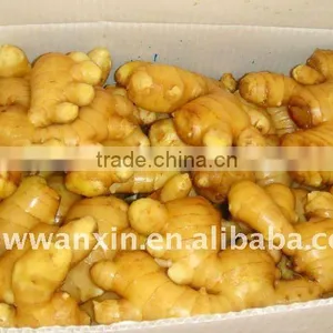 200g Chinese Supplier of 100g Fresh Ginger thumbnail-1