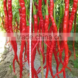 Hot Sale Hybrid High Yield Chili Pepper Seeds-Jiao Long thumbnail-1