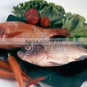 Tilapia (Oreochromis Niloticus / Tilapia Mossambica) thumbnail-1